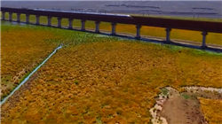 印度称美国将取消因其购买俄罗斯原油而实施的25%罚款性关税