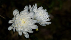 宏观看客：凯文·沃什要缩减美联储资产负债表绝非易事